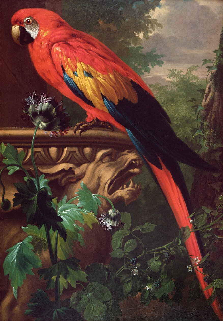 Ara rouge dans un paysage - Jakob Bogdani or Bogdany