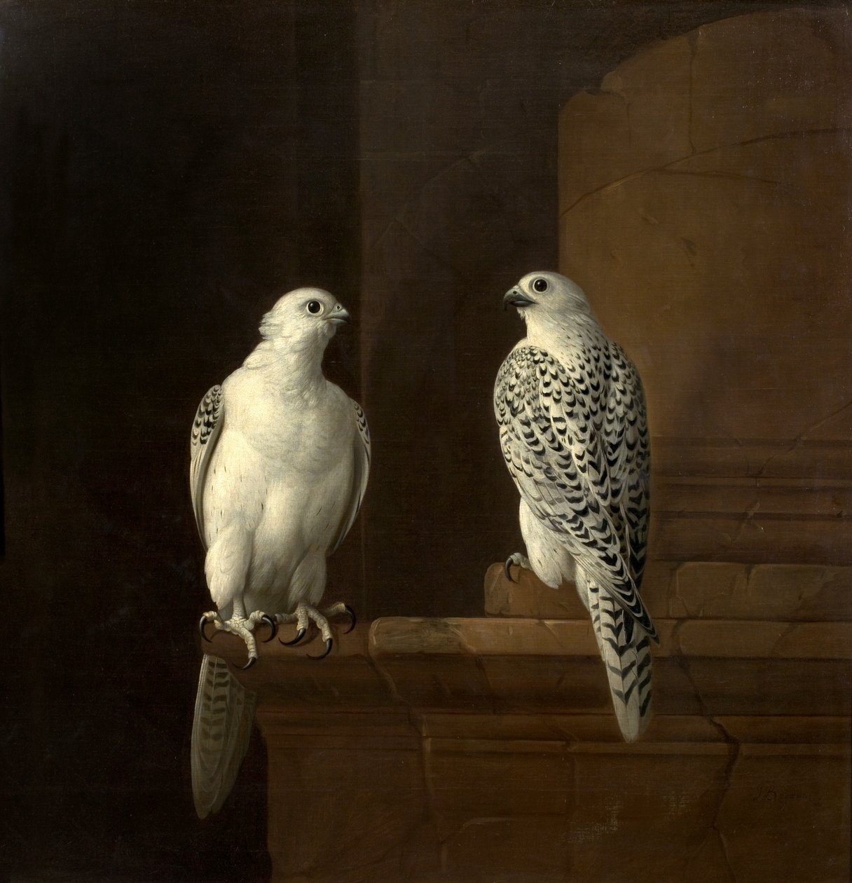Deux faucons islandais - Jakob Bogdani or Bogdany