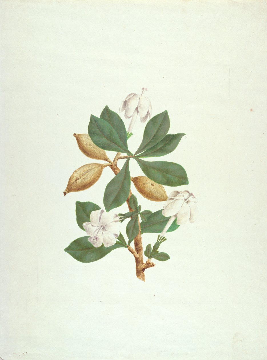 Aquariti (feuilles, fleurs et fruits) - James Bruce