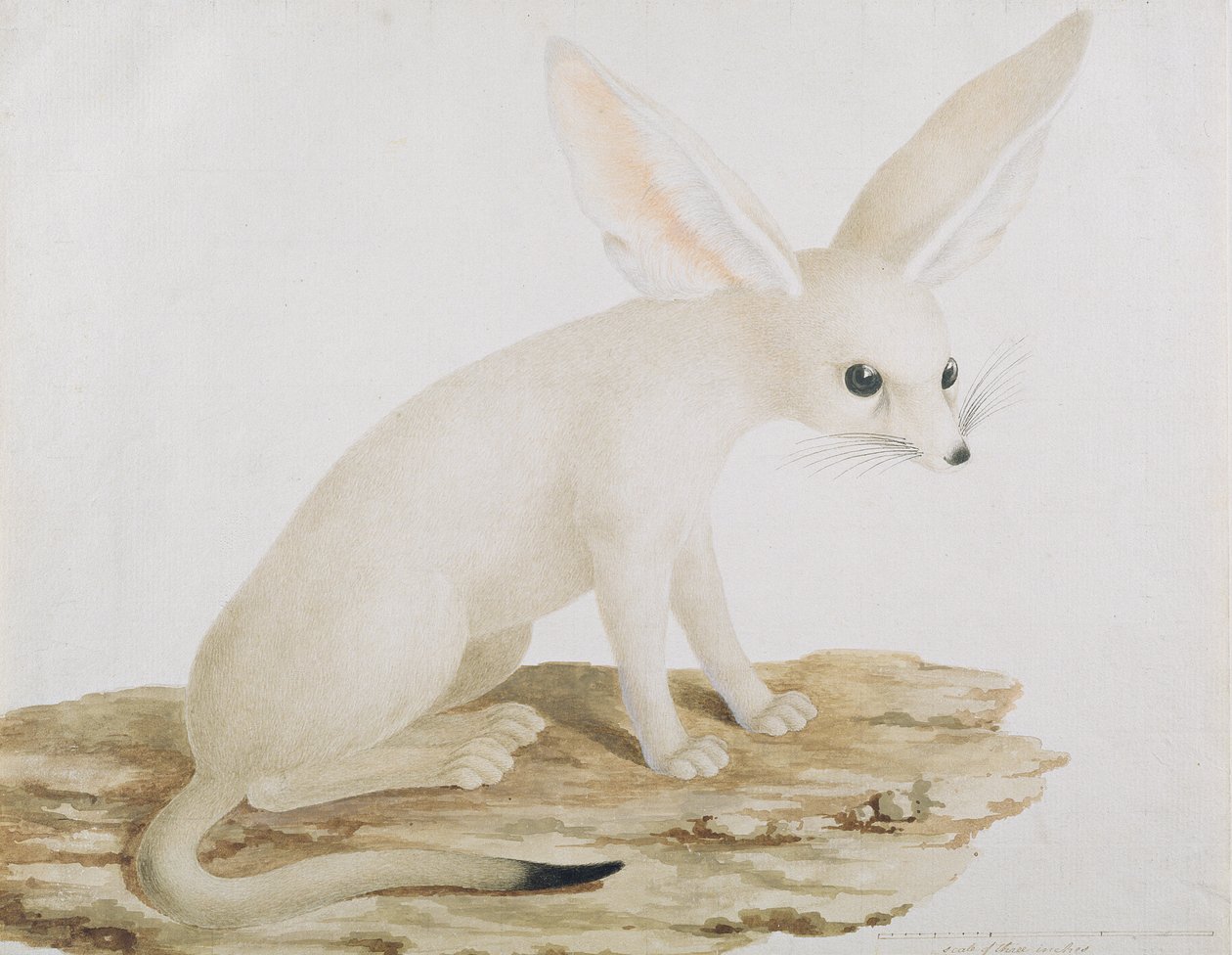 Fennec No. 3 Original de l