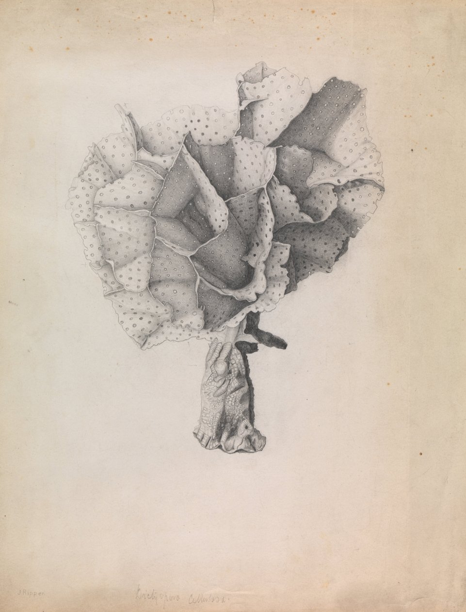 Corail dentelle, Adeona cellulosa - James Ripper