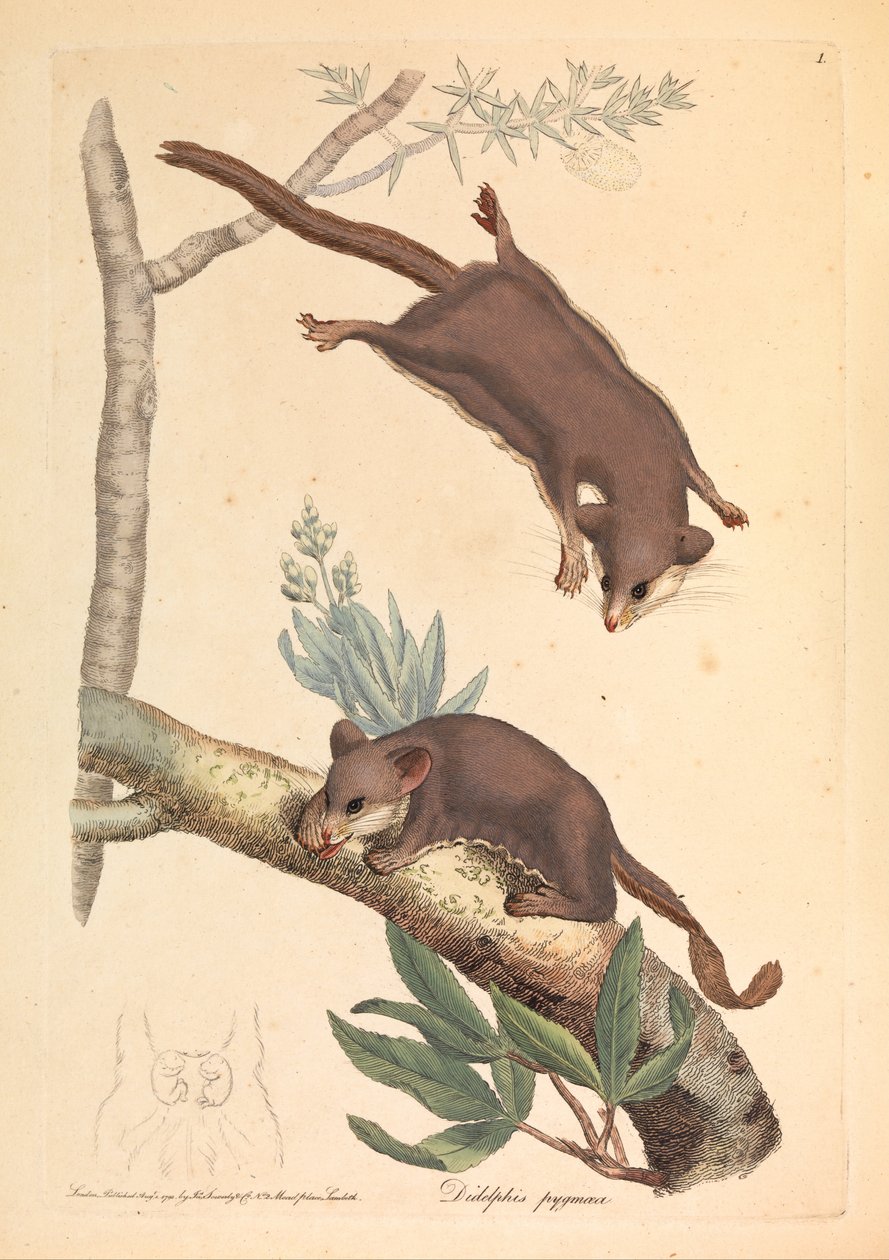 Opossum pygmée, Didelphis pygmaeus - James Sowerby