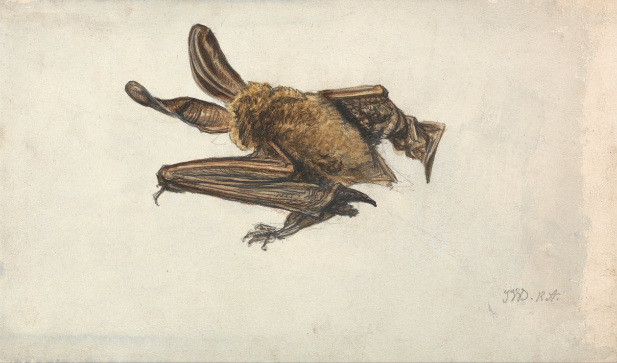 Une chauve-souris - James Ward