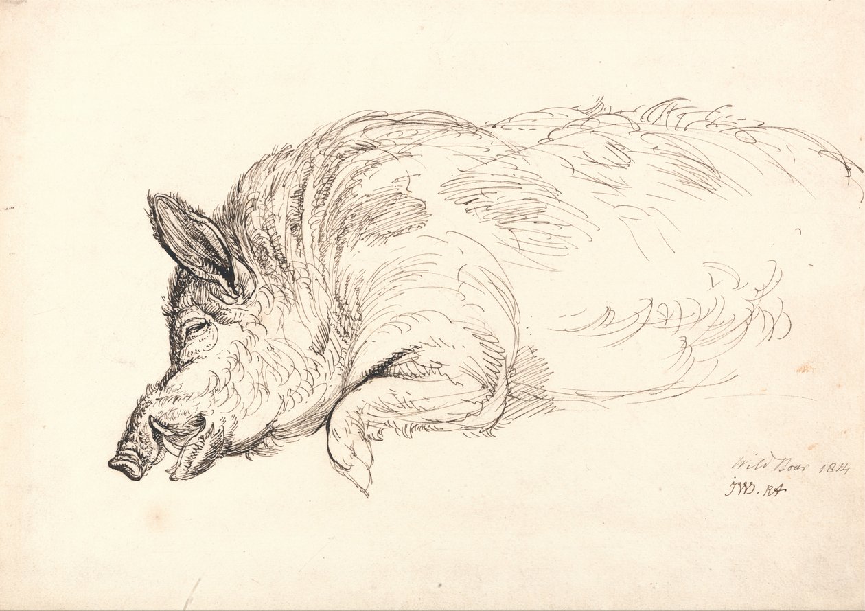 Un sanglier, endormi ou mort - James Ward