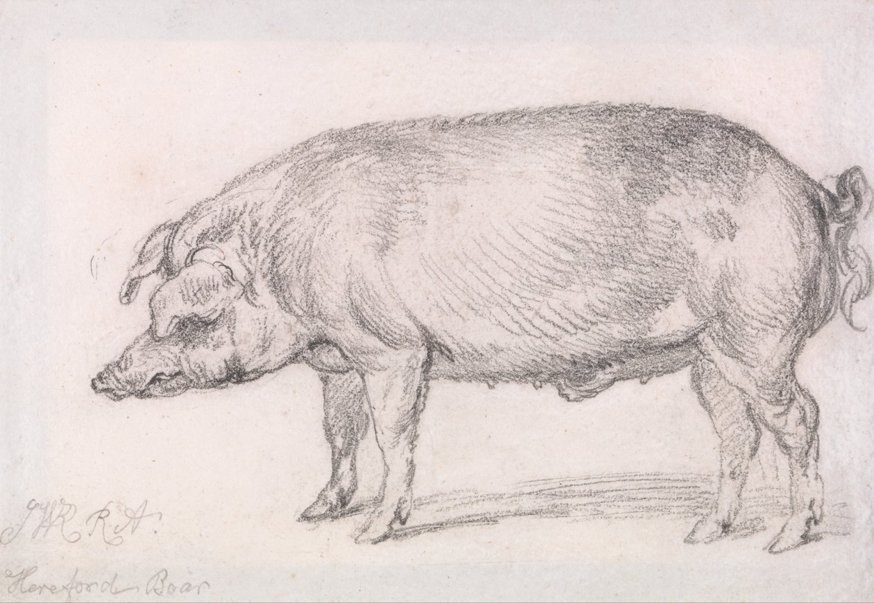 Sanglier de Hereford - James Ward