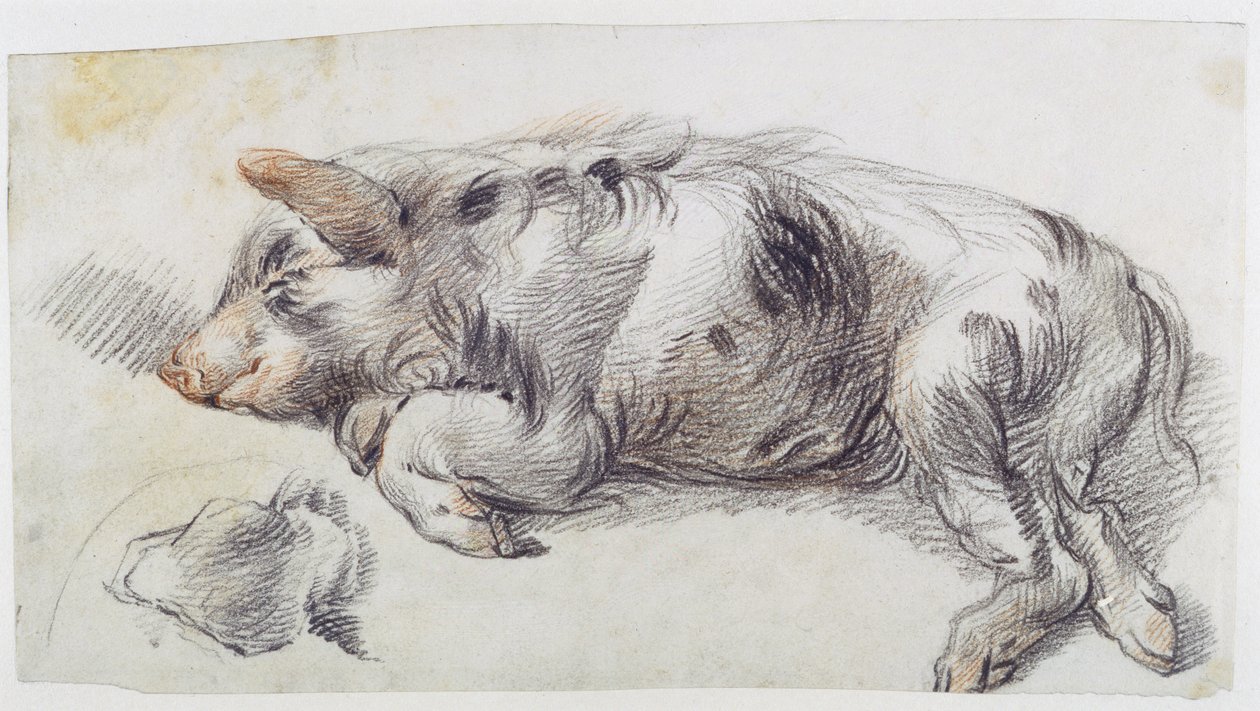 Cochon endormi - James Ward