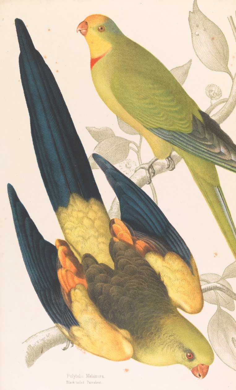 Perruche à queue noire, Polytelis melanura et Perruche verte, Polytelis barranandi - James Whitley Sayer