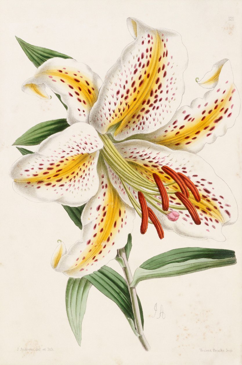 Lys, de « The Floral Magazine », 1861-71 - James Andrews