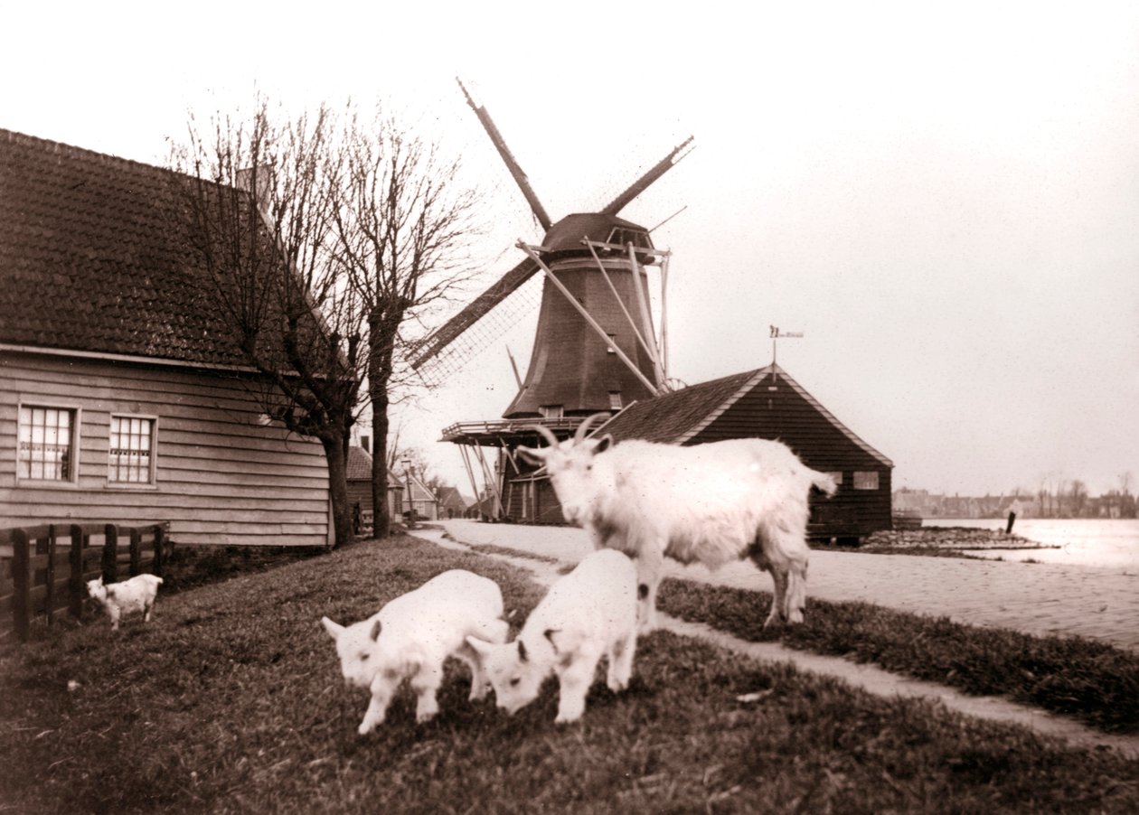Chèvres, Laandam, Pays-Bas, 1898 - James Batkin