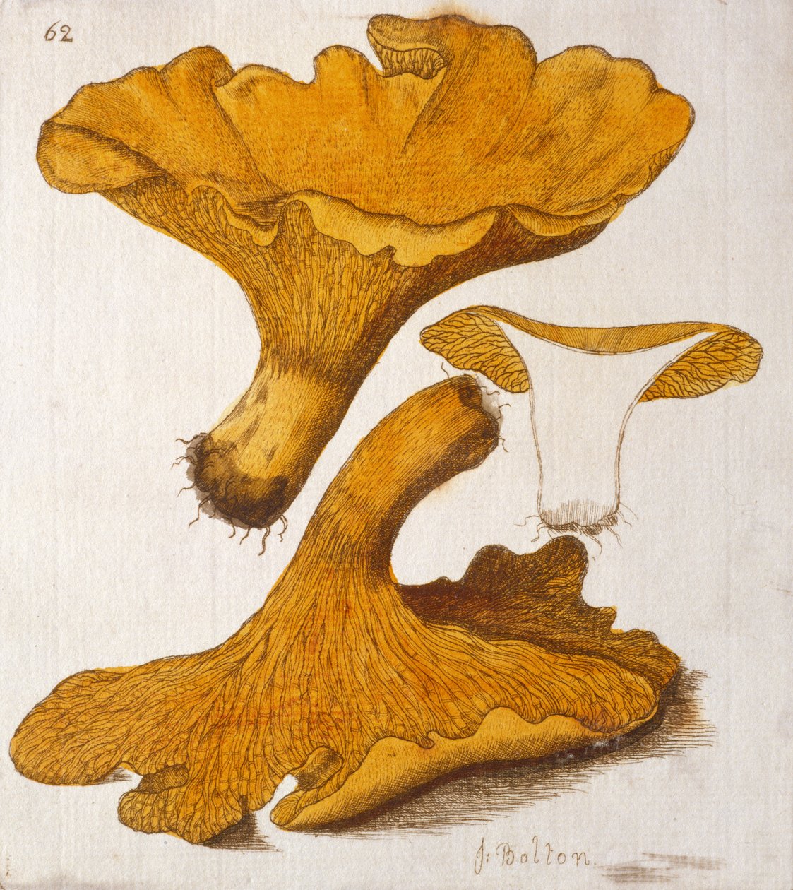 Chanterelle - James Bolton