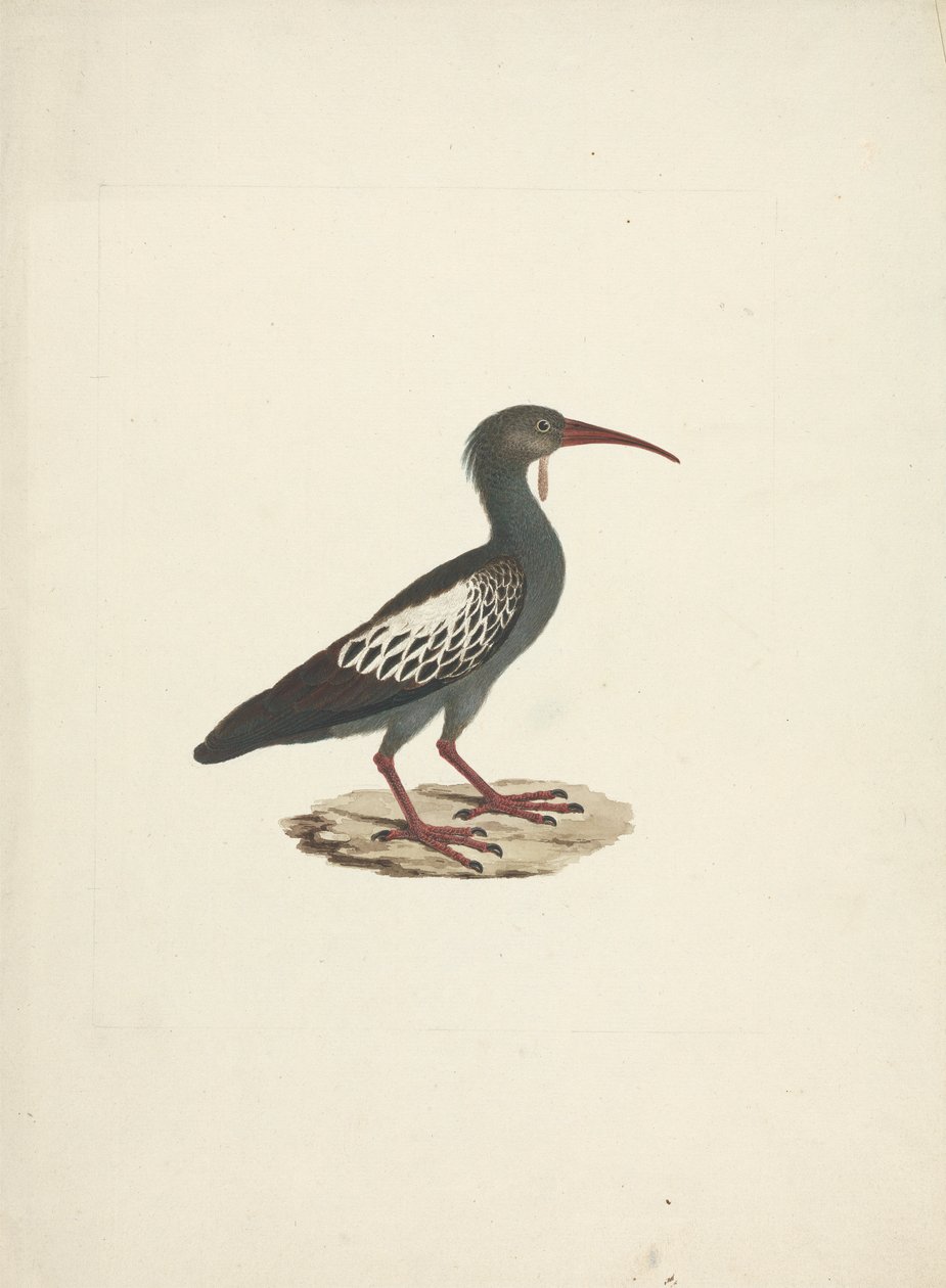Bostrychia carunculata (Ibis caronculé) - James Bruce