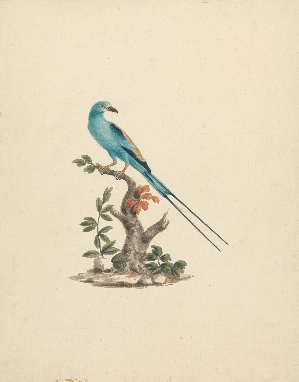 Coracias abyssinicus (Rollier d