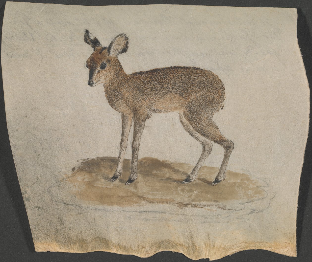 Dik-dik - James Bruce