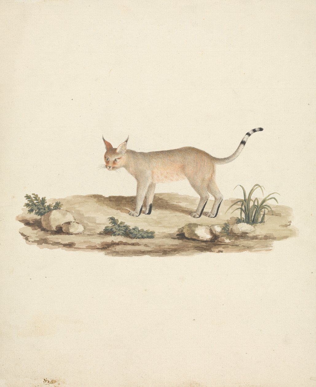 Felis caligata (Lynx botté) - James Bruce