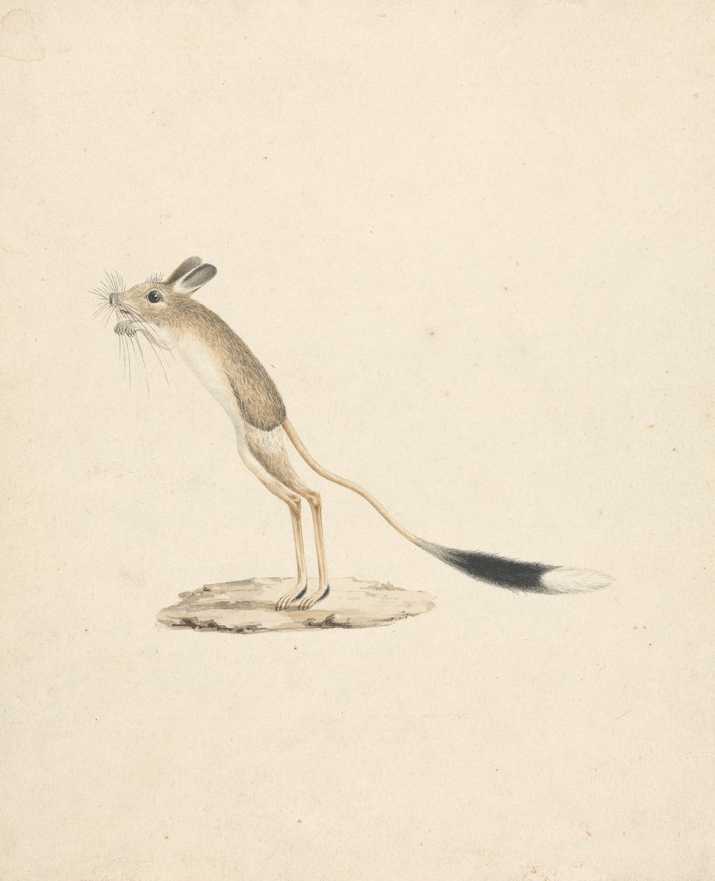 Jerboa - James Bruce