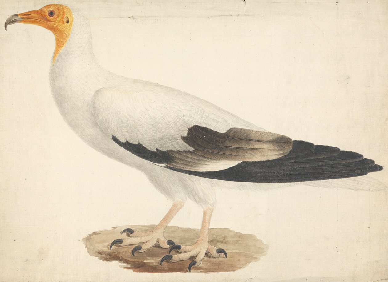 Neophron percnopterus (vautour égyptien) - James Bruce