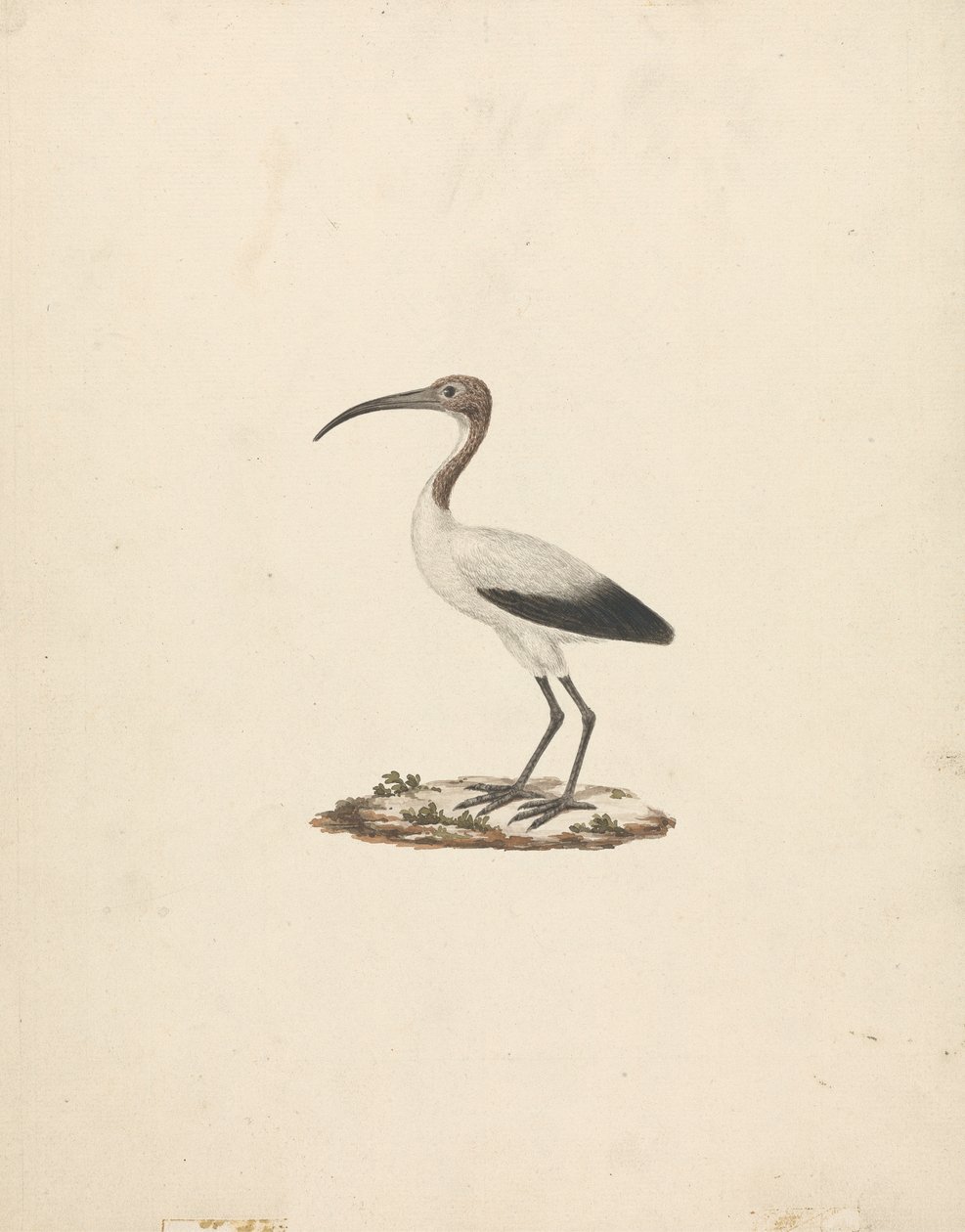 Threkiornis aethiopicus (Ibis sacré africain) - James Bruce