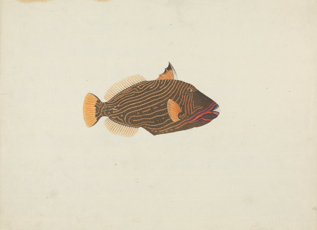Poisson non identifié - James Bruce