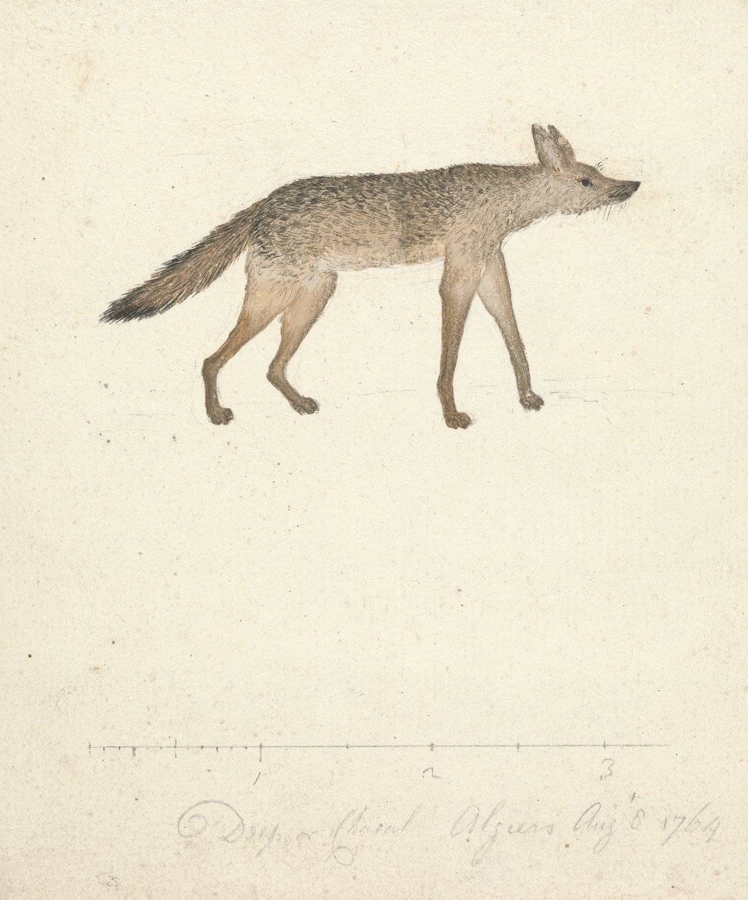Loup - James Bruce