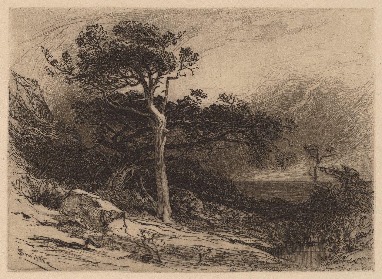 Vieux cèdres, côte du Maine - James David Smillie