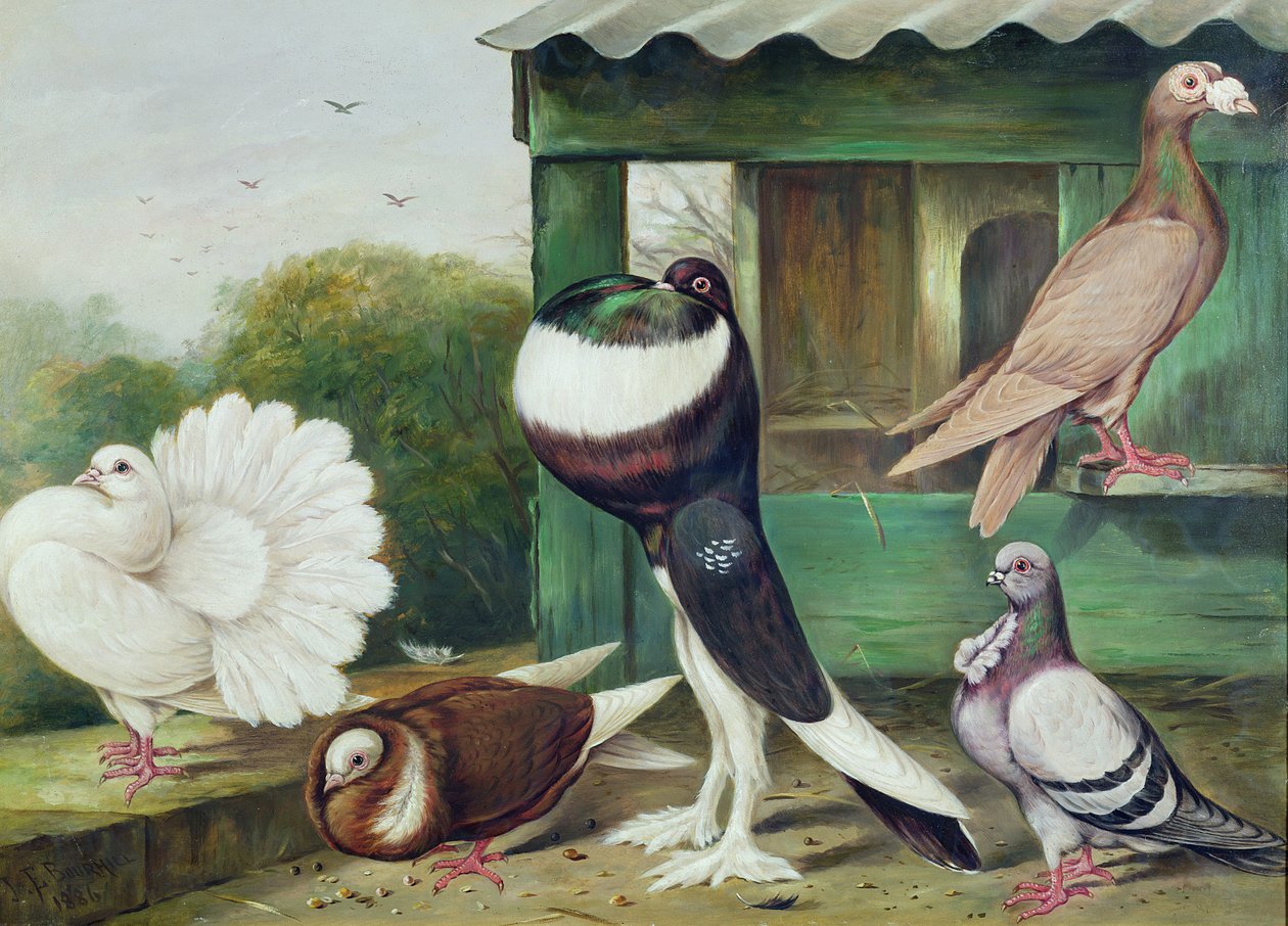 Image inconnue - James E. Bourhill
