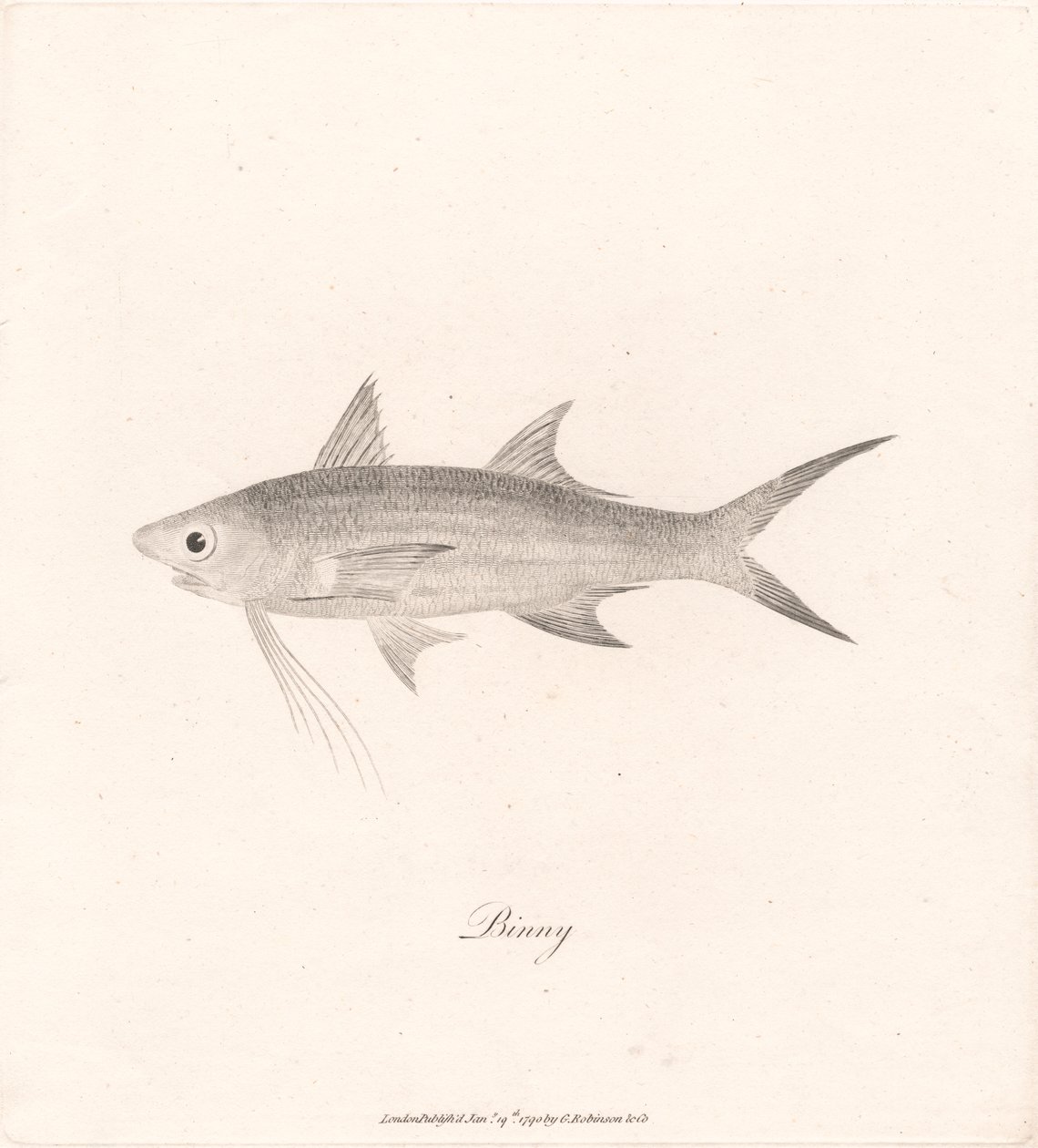 Binny - James Heath