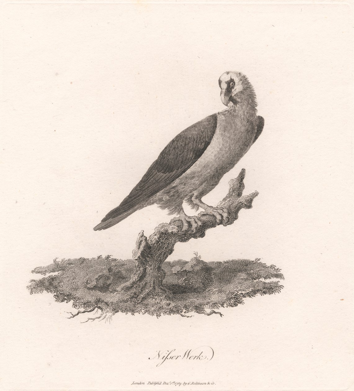 Nisser Werk - James Heath