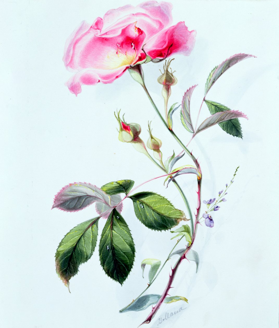 Une rose - James Holland