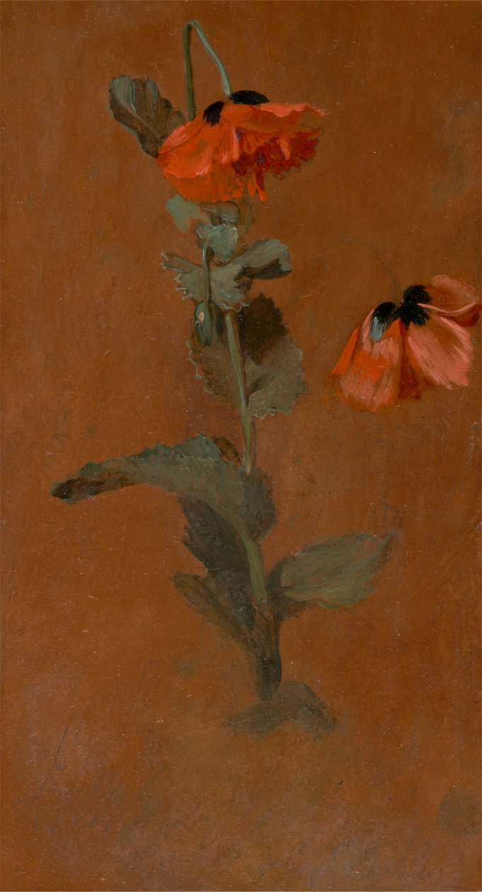 Étude de coquelicots - James Inskipp