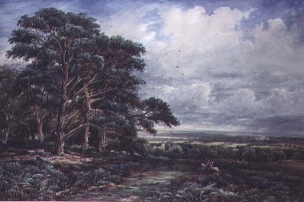 Parc de Bradgate près de Leicester - James Orrock