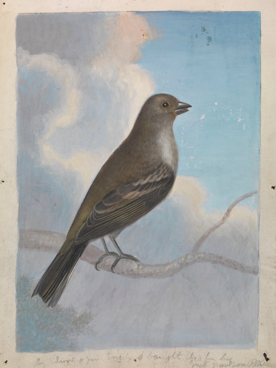 Un oiseau - James Sowerby