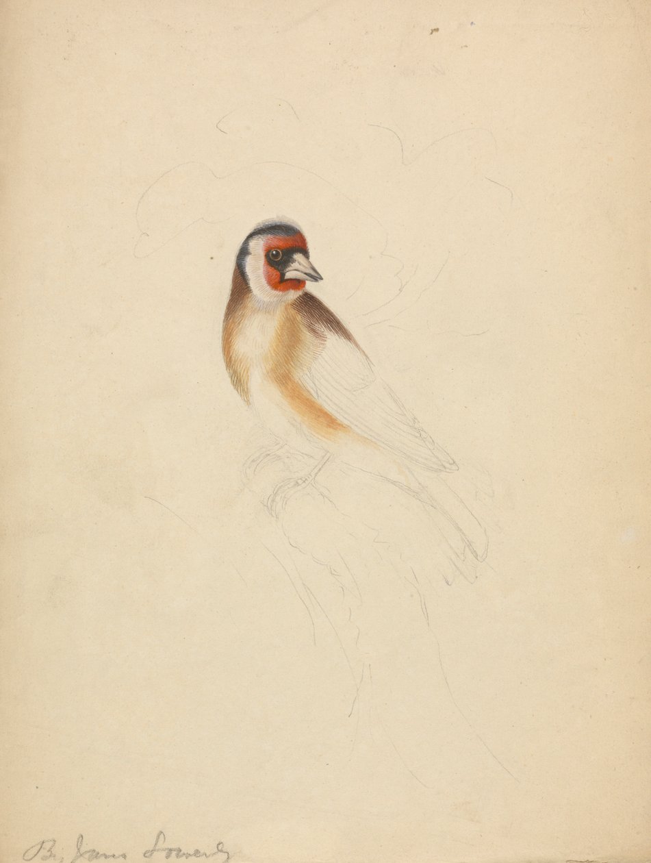 Un chardonneret élégant - James Sowerby