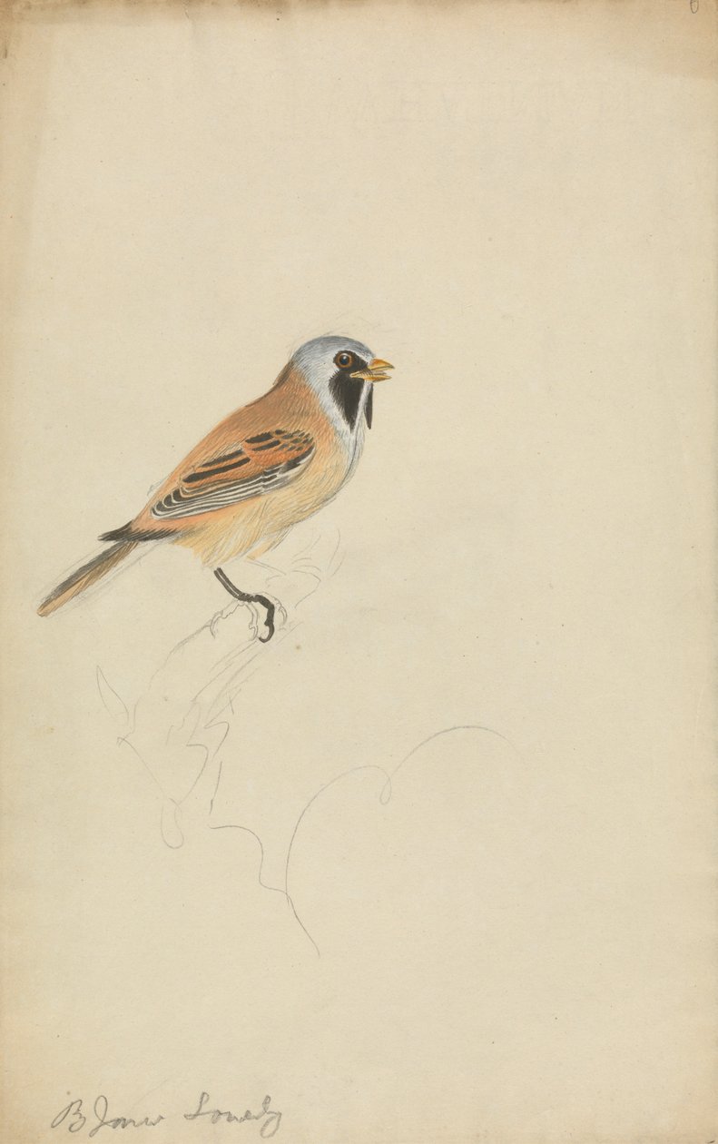 Mésange à Longue Queue - James Sowerby