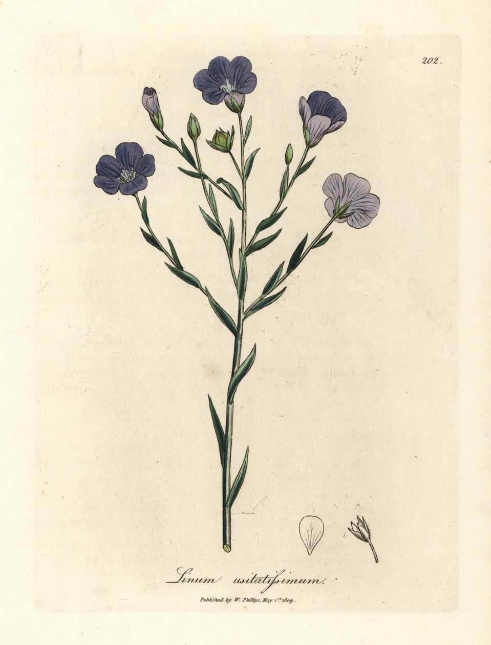Lin à fleurs bleues, Linum usitatissimum - James Sowerby