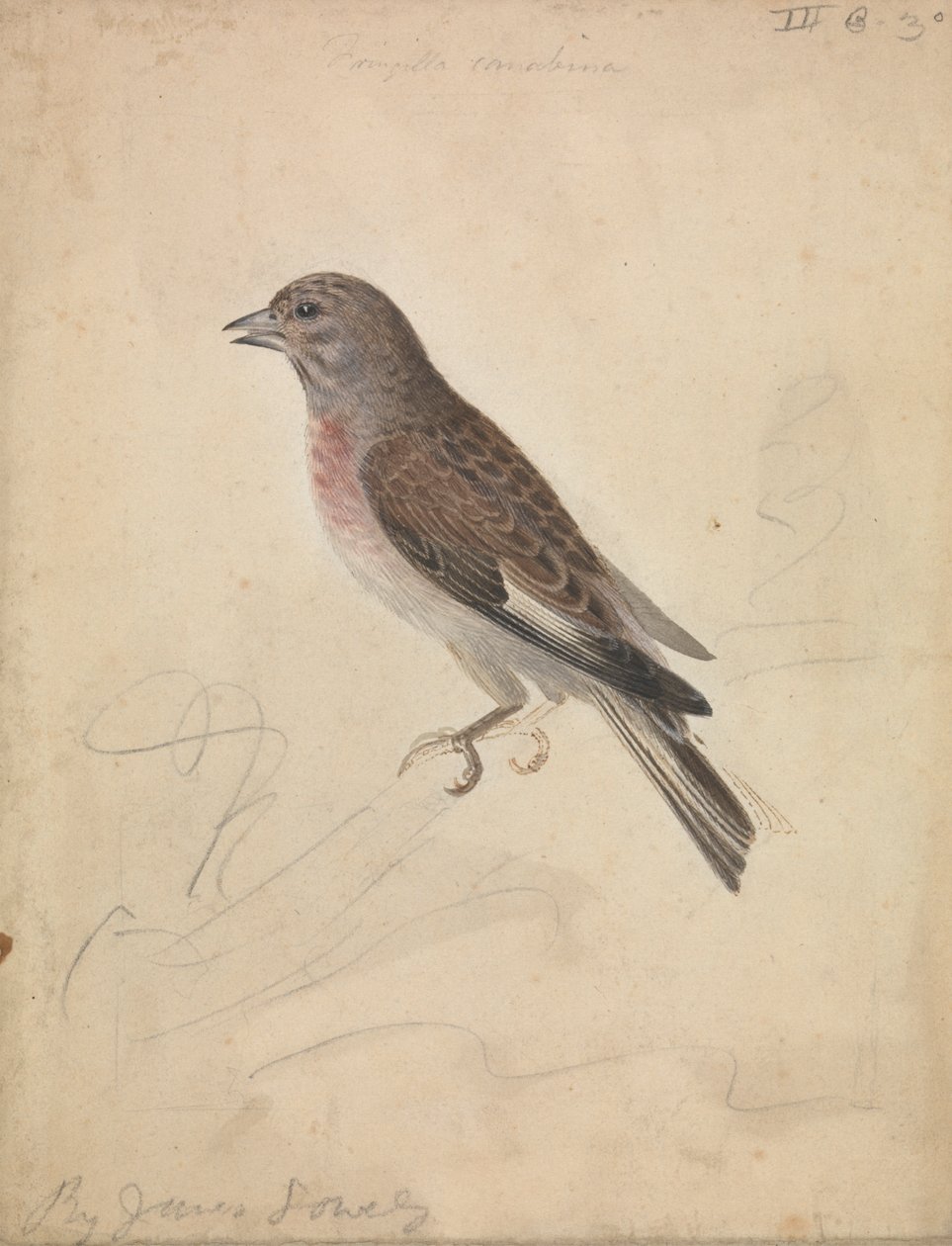 Linotte mélodieuse - James Sowerby