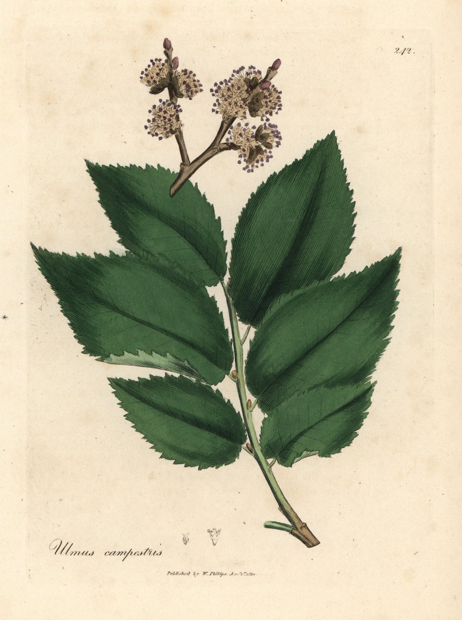 Orme commun - James Sowerby