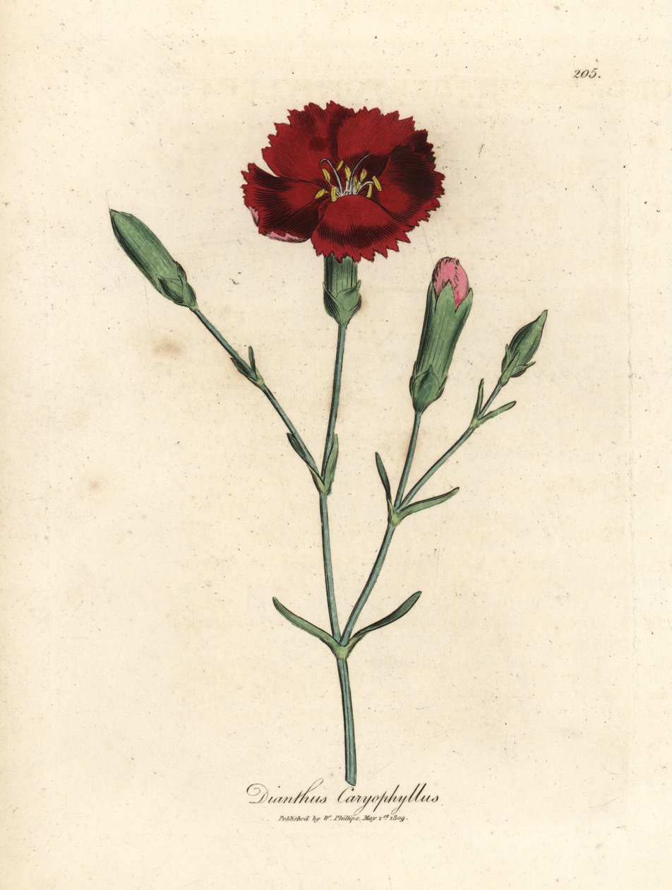 Œillet rouge, Dianthus caryophyllus - James Sowerby
