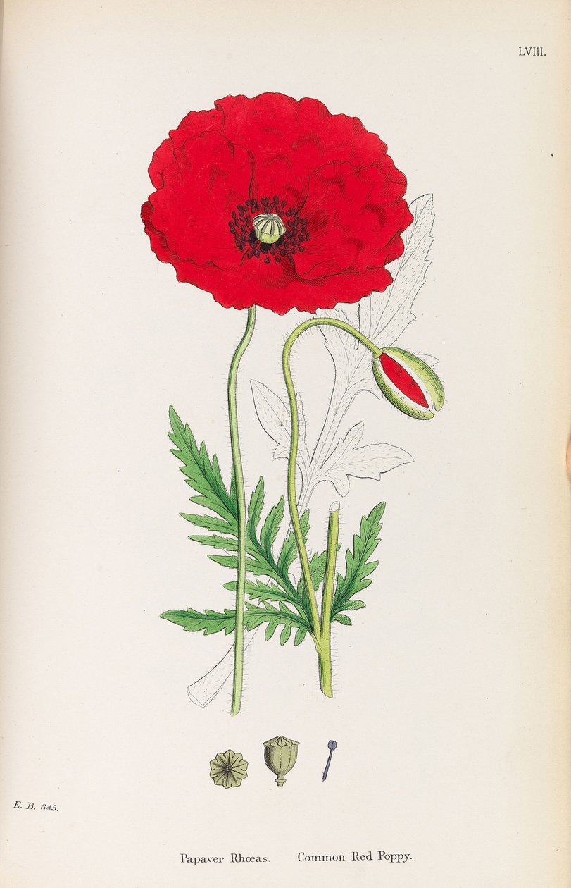Botanique anglaise - James Sowerby