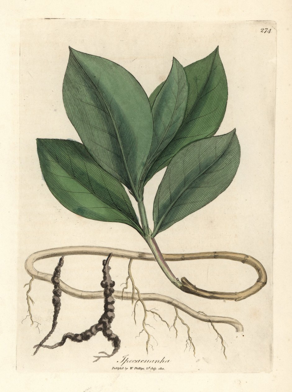 Ipecacuanha - James Sowerby