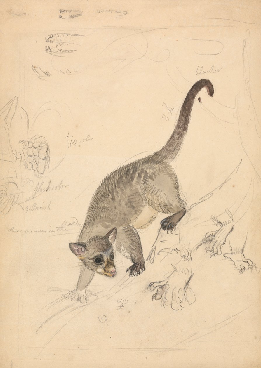 Kinkajou - James Sowerby