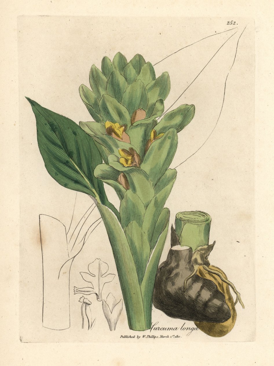 Curcuma longa - James Sowerby