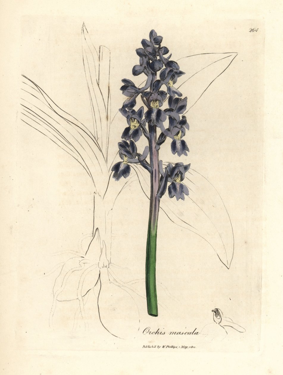 Orchis mâle, Orchis mascula - James Sowerby