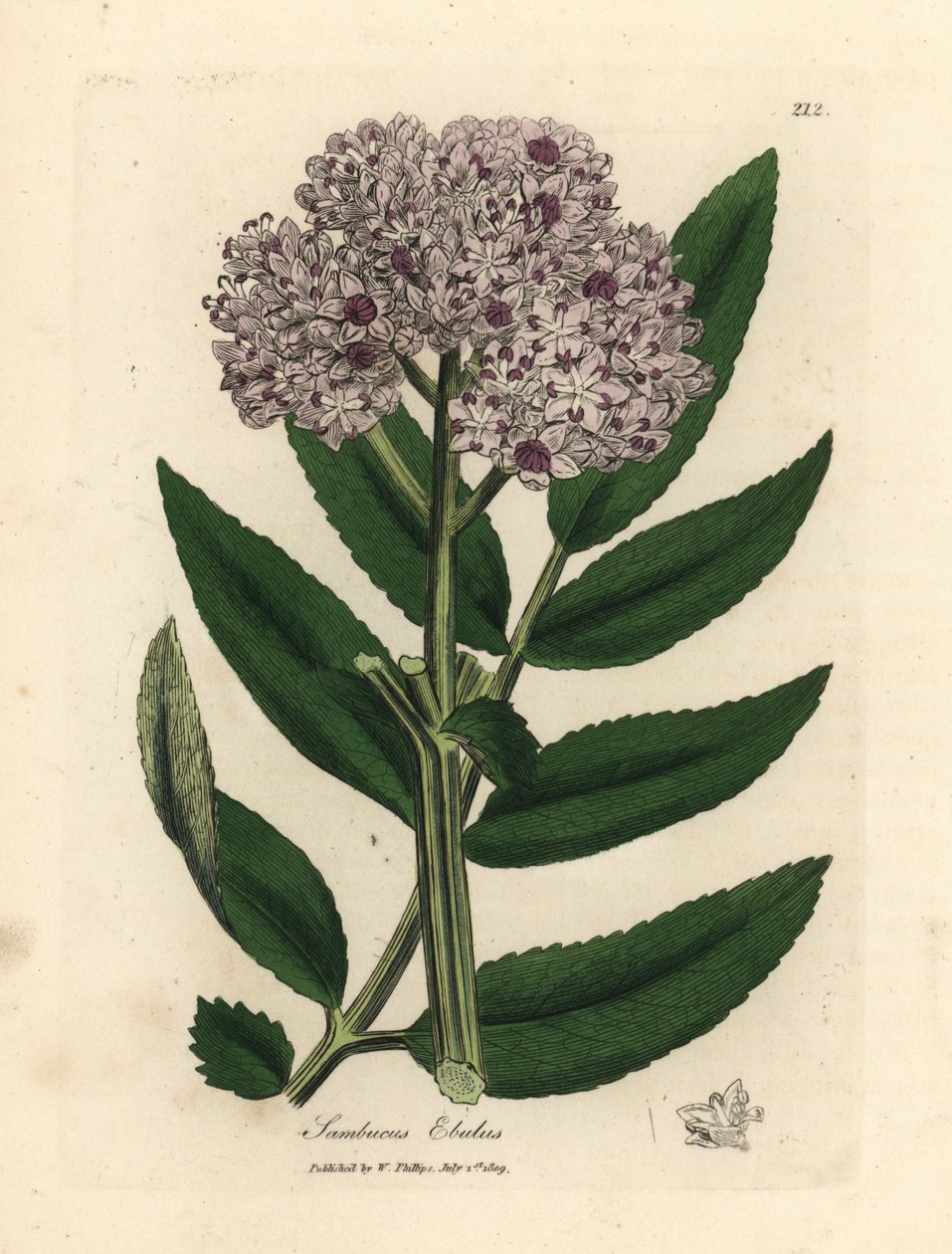 Sureau nain à fleurs pourpres, Sambucus ebulus - James Sowerby