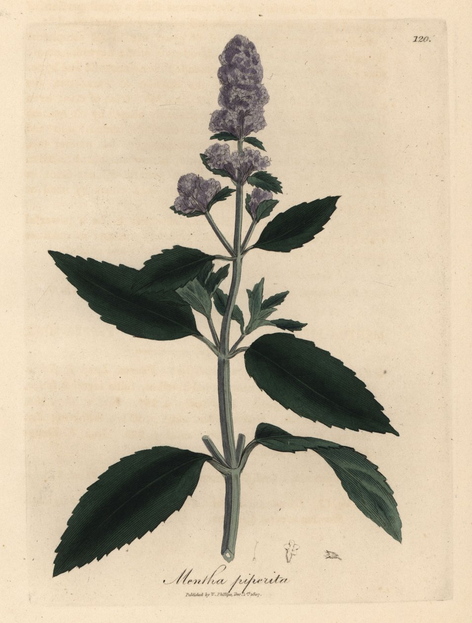 Menthe poivrée à fleurs pourpres, Mentha piperita - James Sowerby