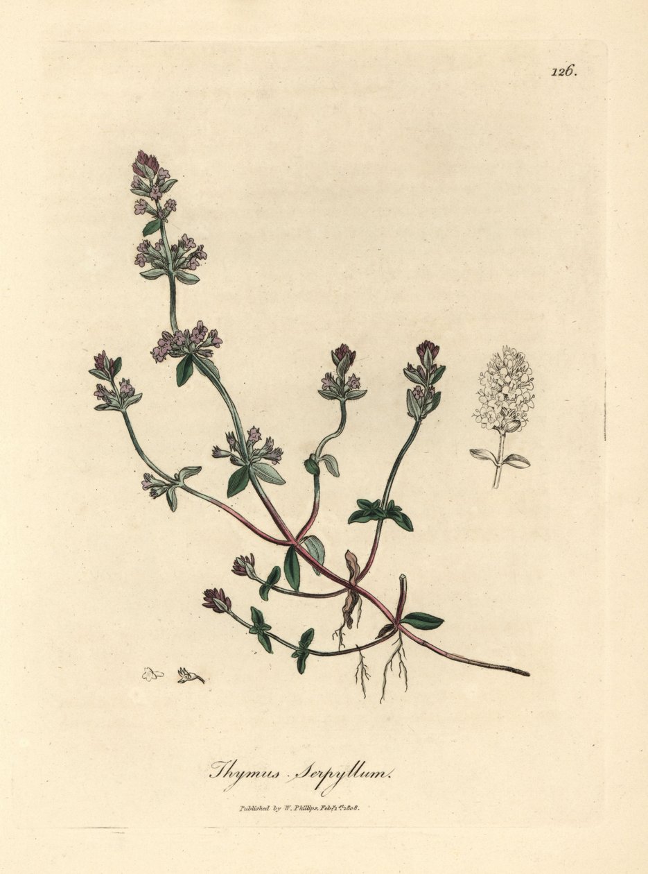 Thymus serpyllum - James Sowerby