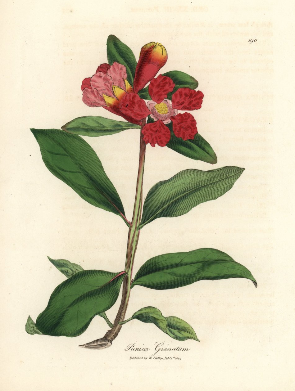 Grenadier à fleurs écarlates, Punica granatum - James Sowerby