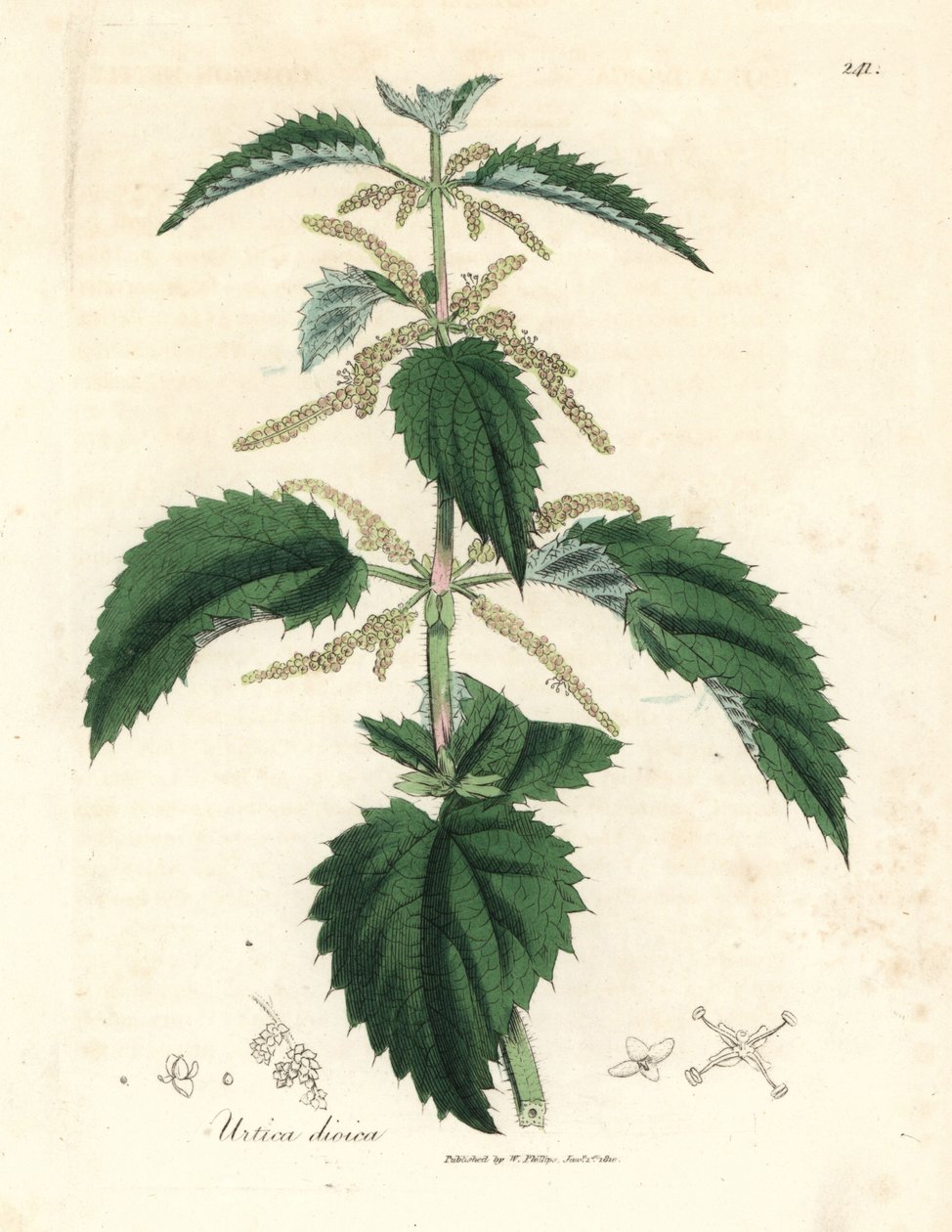 Ortie piquante, Urtica dioica - James Sowerby