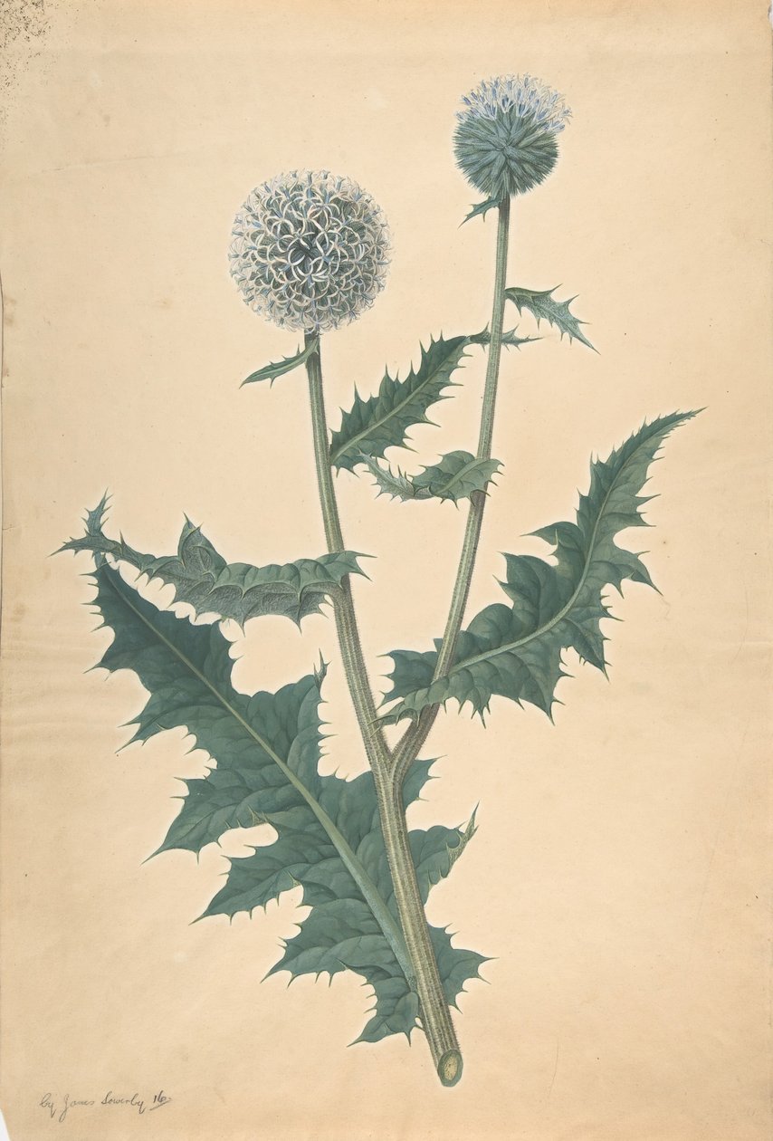 Étude d