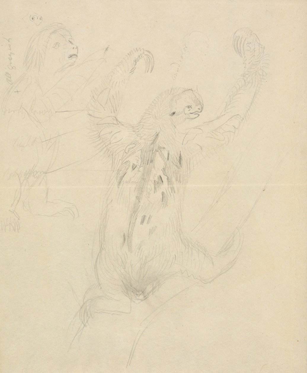 Deux paresseux - James Sowerby