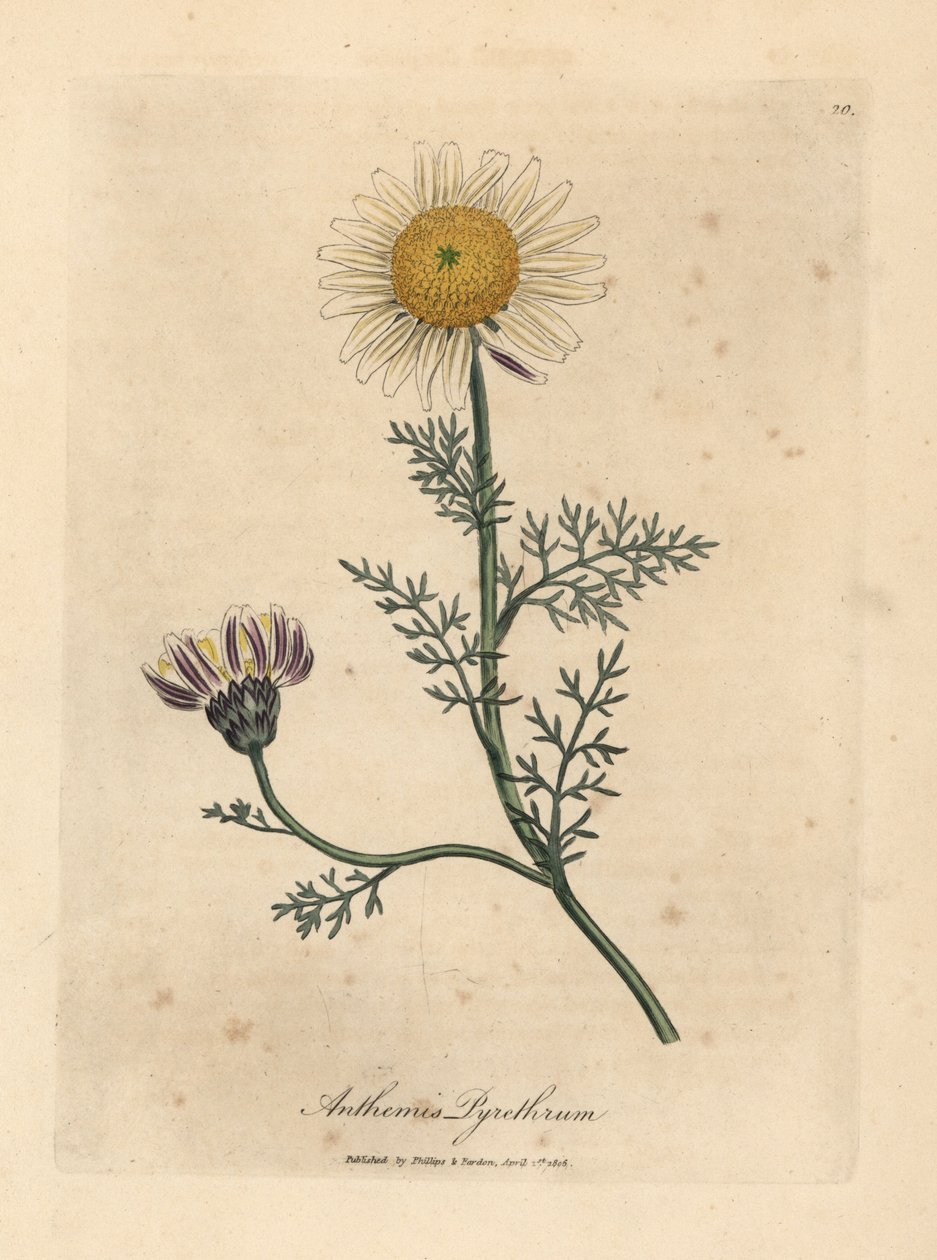 Camomille espagnole blanche et jaune, Anthemis pyrethrum - James Sowerby